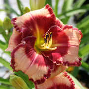 Lies and Lipstick Daylily from Oakes Daylilies