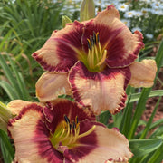 Lies and Lipstick Daylily from Oakes Daylilies