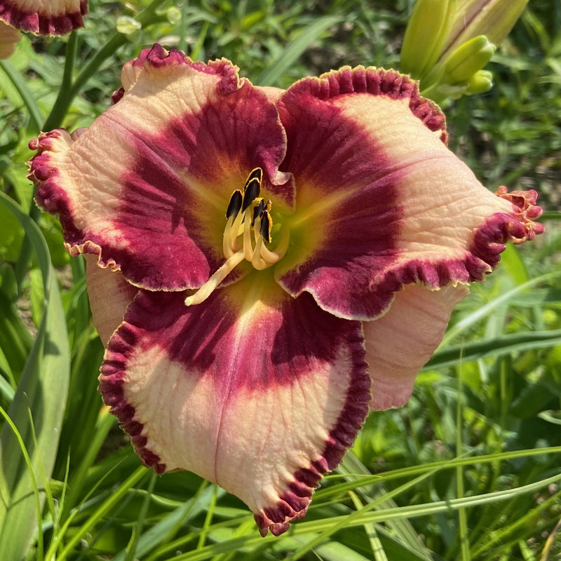 Lies and Lipstick Daylily from Oakes Daylilies