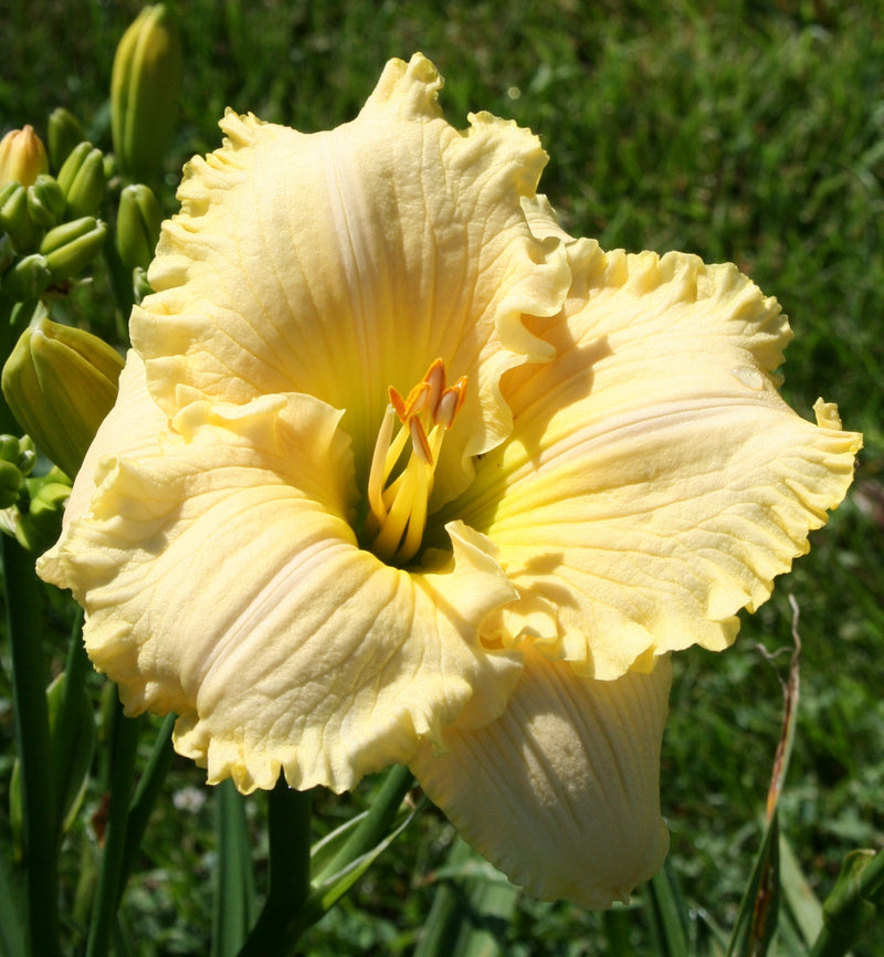 evening lily flower Lights Of Evening Daylily | Fragrance & Rebloom