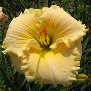 Lights of Evening Daylily from Oakes Daylilies