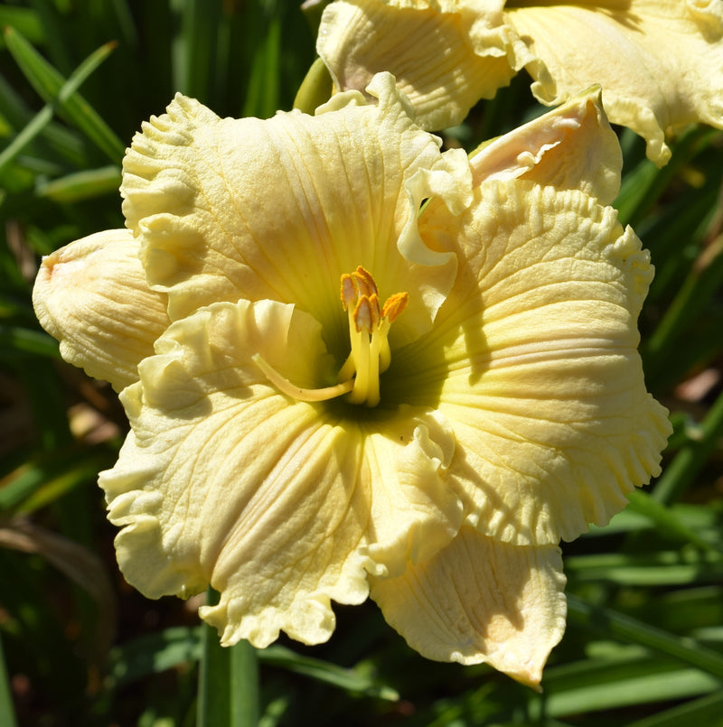 Lights of Evening Daylily from Oakes Daylilies