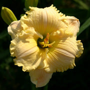 Lights of Evening Daylily from Oakes Daylilies