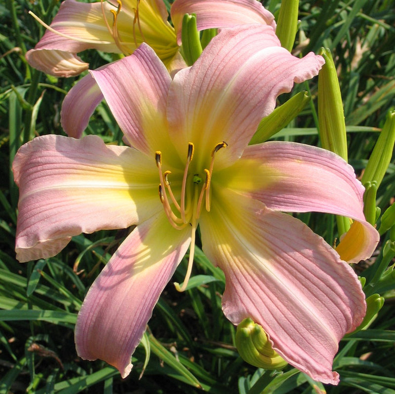Lilting Belle Daylily from Oakes Daylilies