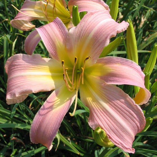 Lilting Belle Daylily from Oakes Daylilies