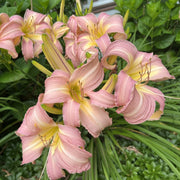 Lilting Belle Daylily from Oakes Daylilies