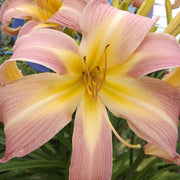 Lilting Belle Daylily from Oakes Daylilies