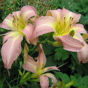 Lilting Belle Daylily from Oakes Daylilies