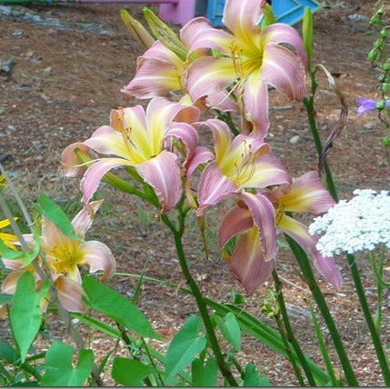 Lilting Belle Daylily from Oakes Daylilies