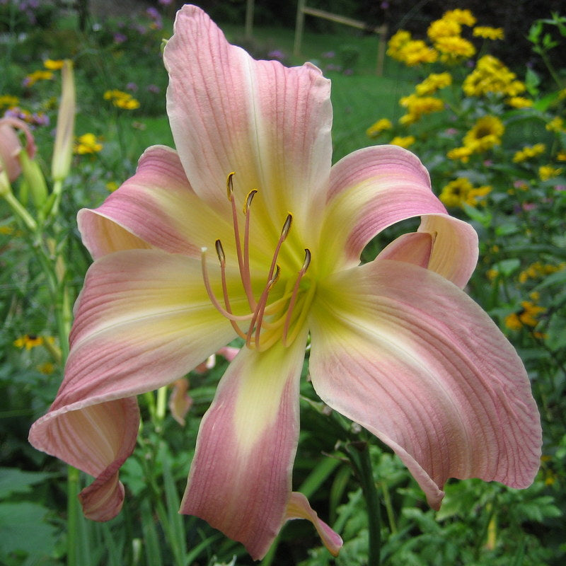 Lilting Belle Daylily from Oakes Daylilies