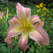 Lilting Belle Daylily from Oakes Daylilies