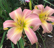 Lilting Belle Daylily from Oakes Daylilies