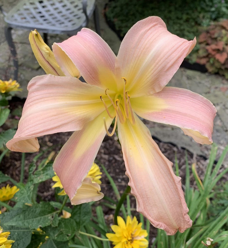 Lilting Belle Daylily from Oakes Daylilies