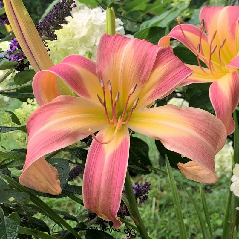 Lilting Belle Daylily from Oakes Daylilies
