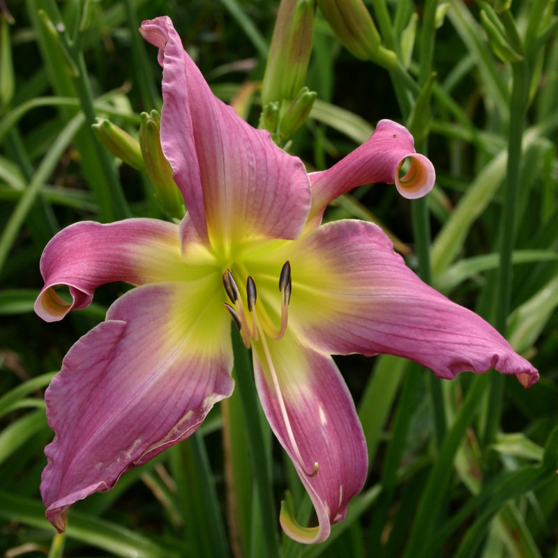 Lilting Lavender Daylily from Oakes Daylilies
