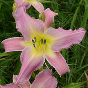 Lilting Lavender Daylily from Oakes Daylilies