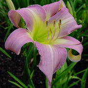 Lilting Lavender Daylily from Oakes Daylilies