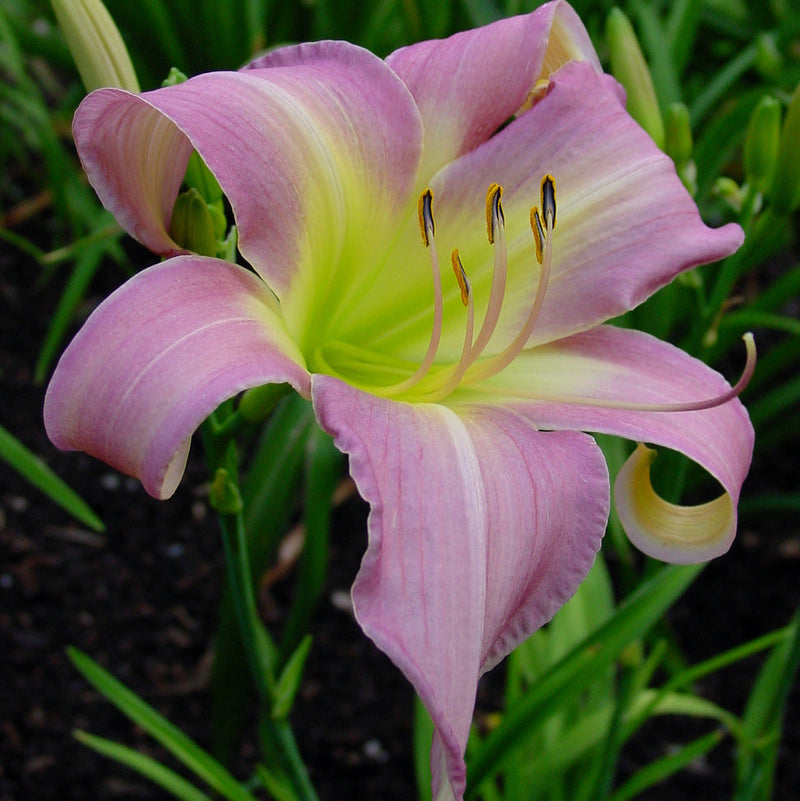 Lilting Lavender Daylily from Oakes Daylilies