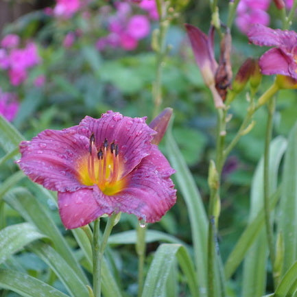 Little Grapette Daylily from Oakes Daylilies