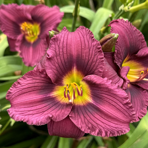 Little Grapette Daylily from Oakes Daylilies