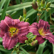 Little Grapette Daylily from Oakes Daylilies