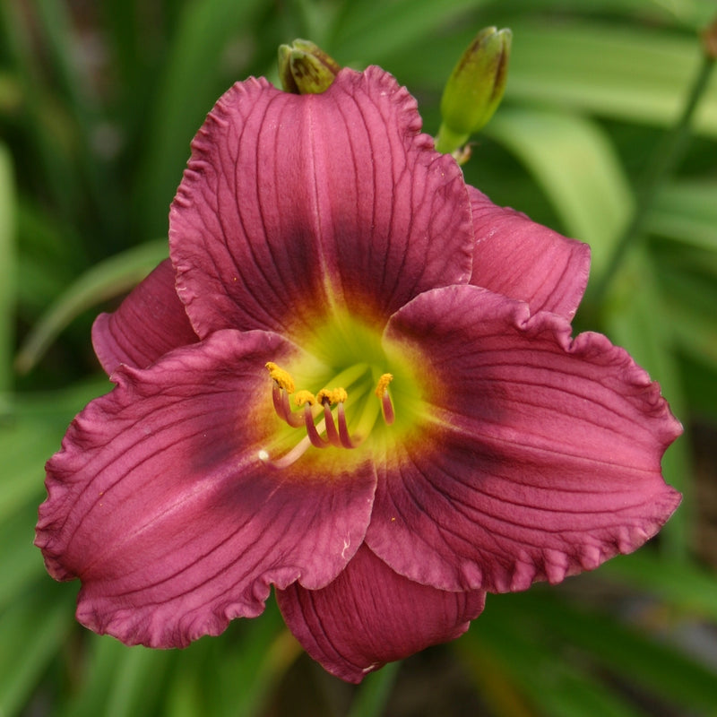 Little Grapette Daylily from Oakes Daylilies