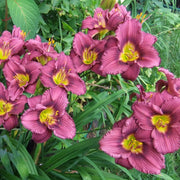 Little Grapette Daylily from Oakes Daylilies