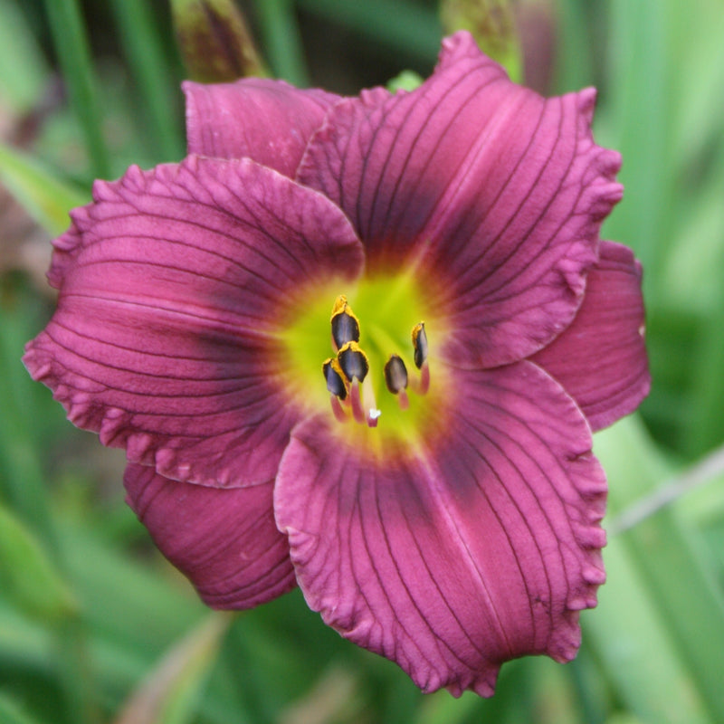 Little Grapette Daylily from Oakes Daylilies