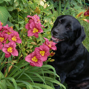 Little Grapette Daylily from Oakes Daylilies