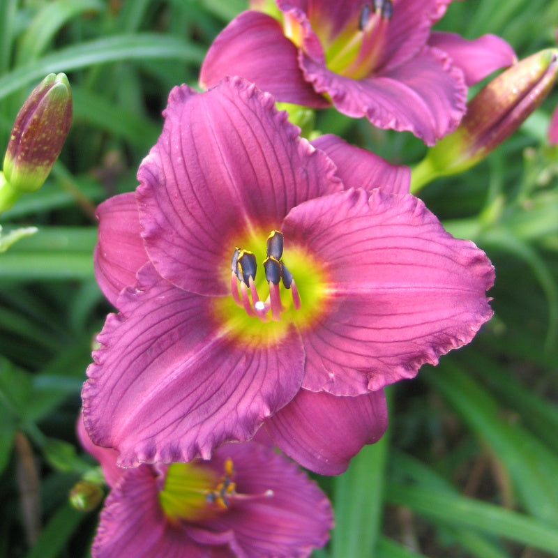 Little Grapette Daylily from Oakes Daylilies