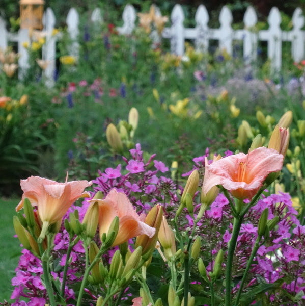 Little Heavenly Angel Daylily | Pink Powerhouse| Oakes Daylilies