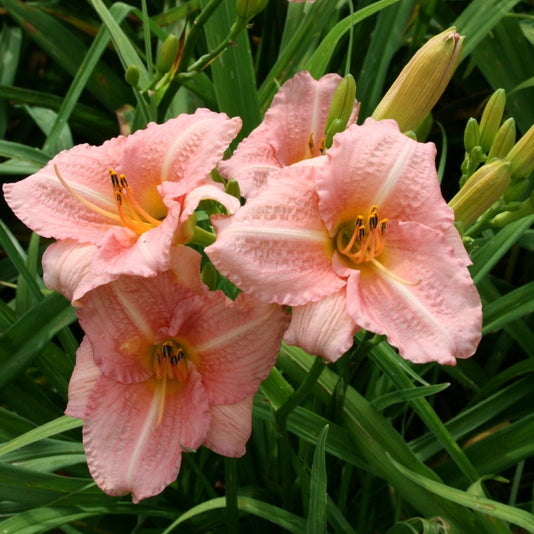 Little Heavenly Angel Daylily | Pink Powerhouse| Oakes Daylilies