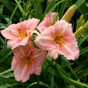 Little Heavenly Angel Daylily from Oakes Daylilies