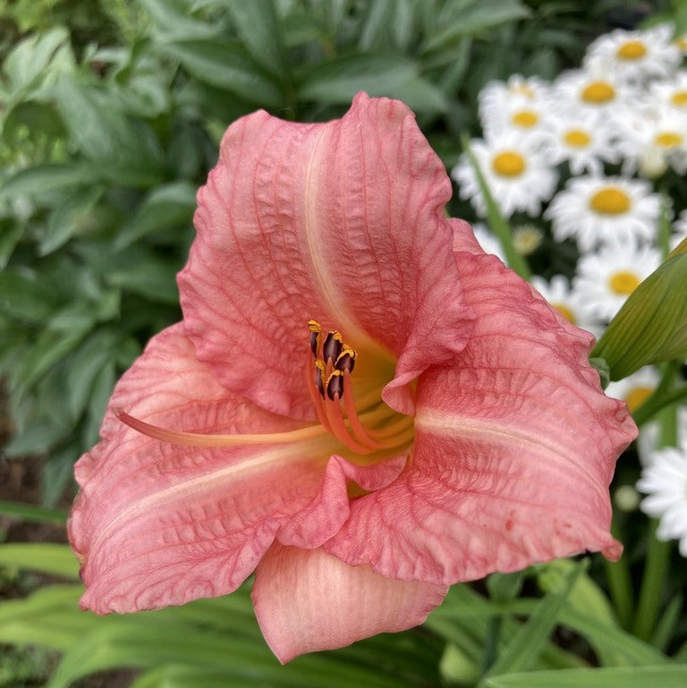 Little Heavenly Angel Daylily | Pink Powerhouse| Oakes Daylilies