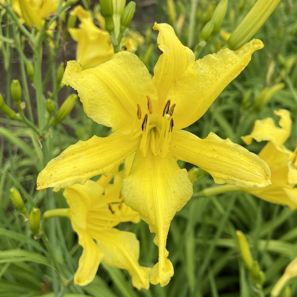 Little Lemon Twist Daylily | Unique Yellow Bloom| Oakes Daylilies