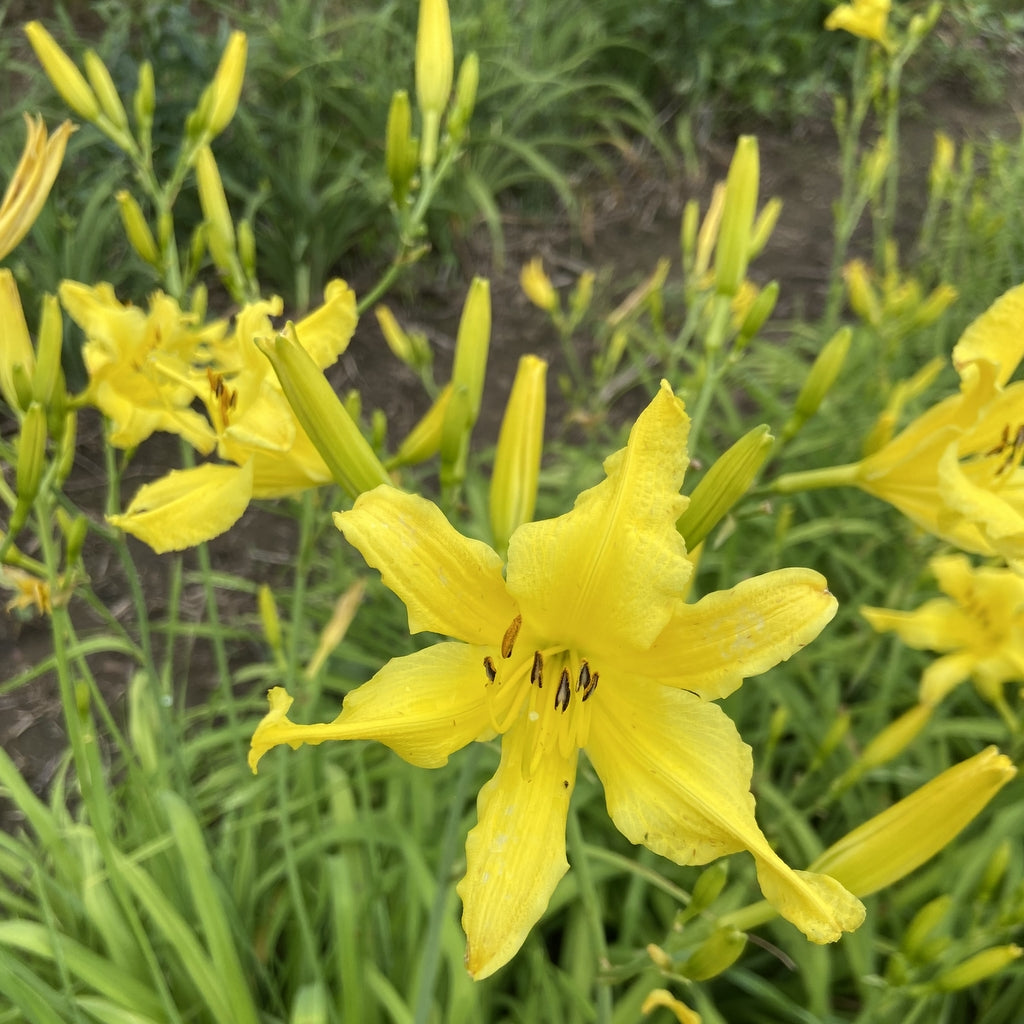 Little Lemon Twist Daylily | Unique Yellow Bloom| Oakes Daylilies