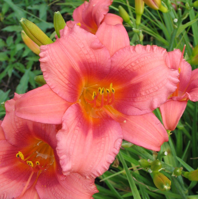 Little Strawberry Shortcake Daylily from Oakes Daylilies