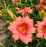 Little Strawberry Shortcake Daylily from Oakes Daylilies