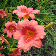 Little Strawberry Shortcake Daylily from Oakes Daylilies