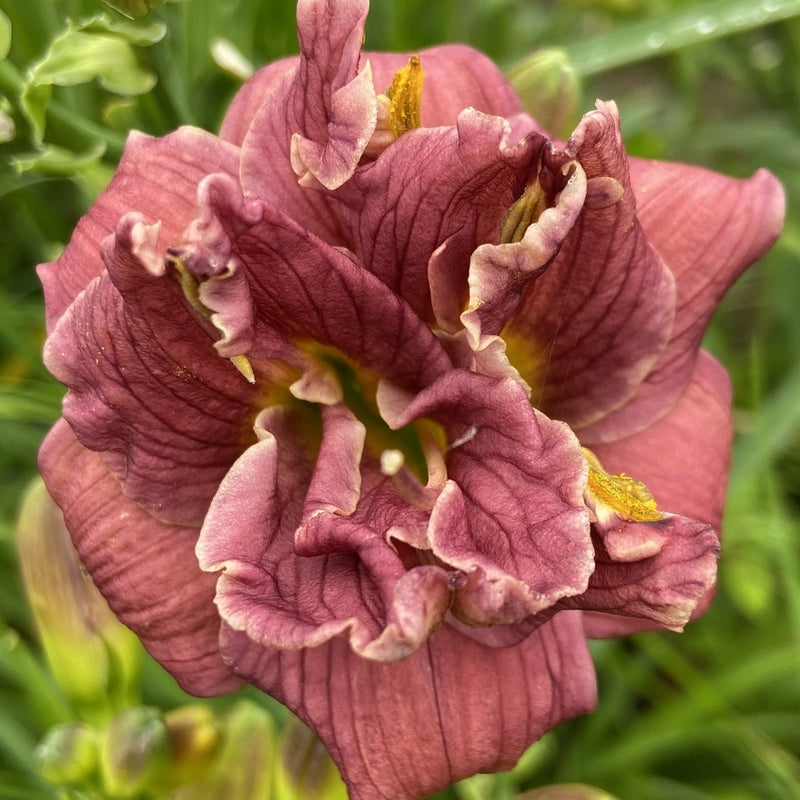 Little Tutu Daylily from Oakes Daylilies