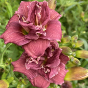 Little Tutu Daylily from Oakes Daylilies