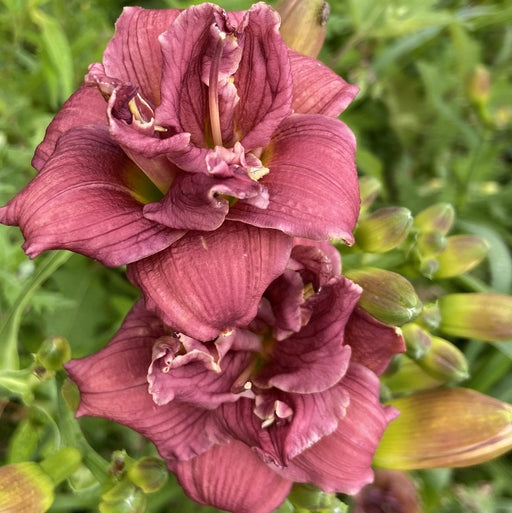 Little Tutu Daylily from Oakes Daylilies