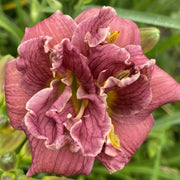 Little Tutu Daylily from Oakes Daylilies
