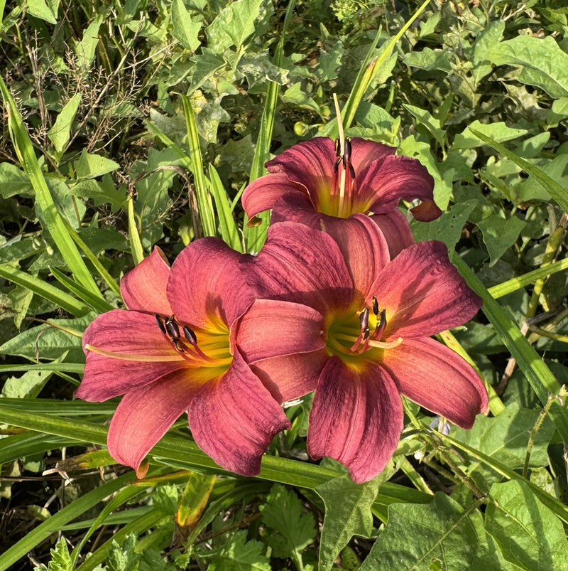 Little Wine Cup Daylily from Oakes Daylilies