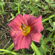 Little Wine Cup Daylily from Oakes Daylilies