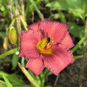 Little Wine Cup Daylily from Oakes Daylilies