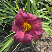 Little Wine Cup Daylily from Oakes Daylilies