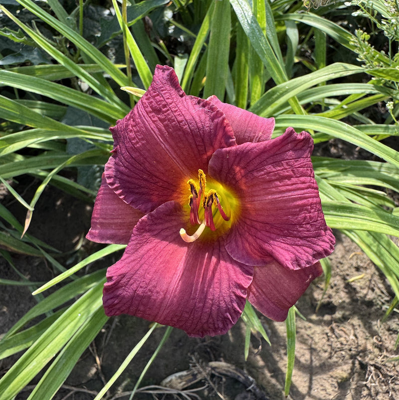 Little Wine Cup Daylily from Oakes Daylilies