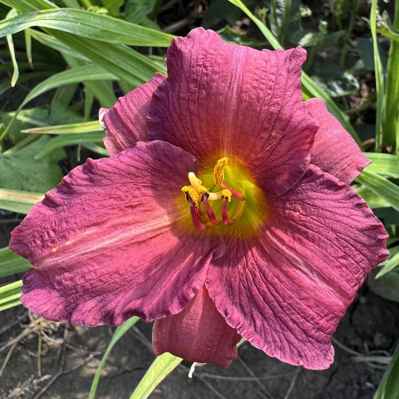 Little Wine Cup Daylily from Oakes Daylilies