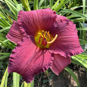 Little Wine Cup Daylily from Oakes Daylilies